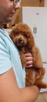 Toy poodle - Vienna Dogs, Puppies