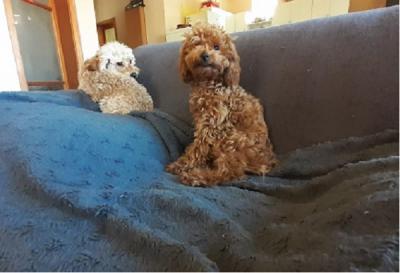 Toy poodle - Vienna Dogs, Puppies