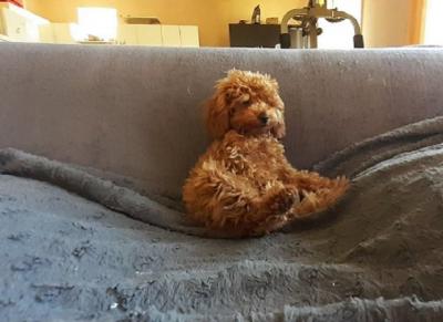 Toy poodle - Vienna Dogs, Puppies