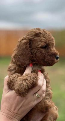 Red poodle - Vienna Dogs, Puppies