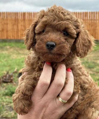 Red poodle - Vienna Dogs, Puppies