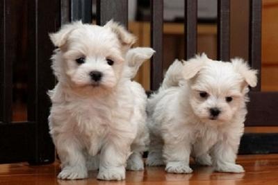 Miniature Maltese Puppies Available - Kuwait Region Dogs, Puppies