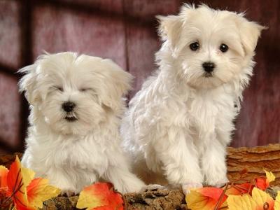 Two Healthy Maltese Puppies Available - Kuwait Region Dogs, Puppies