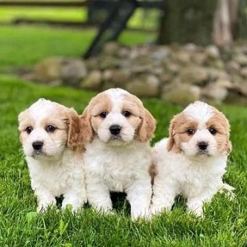 Outgoing Cavachon Puppies Available