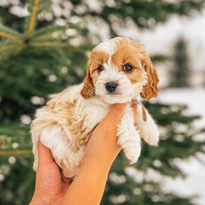 Cutest Cavapoo Puppies For Adoption