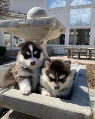 Out Standing Siberian Husky Puppies Available - Kuwait Region Dogs, Puppies