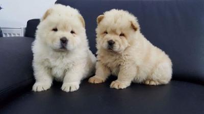 Standard size chow chow puppies