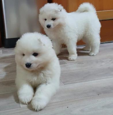Wonderful 12 week old Samoyed puppies