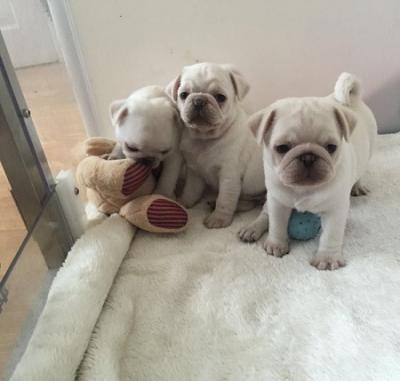 Awesome pug puppies 