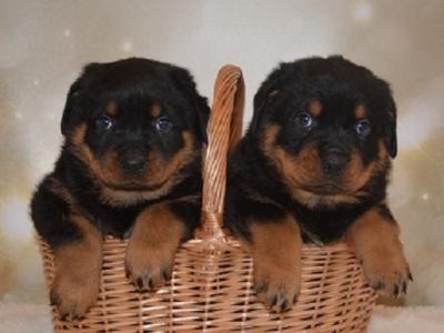 Cute Rottweiler puppies available 