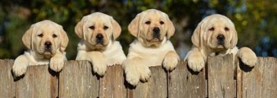 Home raised Labrador retriever puppies 