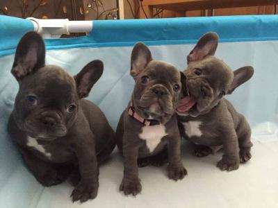 French bulldog puppies available  - Kuwait Region Dogs, Puppies