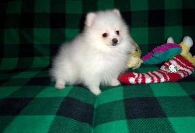 Awesome Pomeranian Puppies 