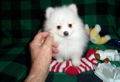 Awesome Pomeranian Puppies  - Kuwait Region Dogs, Puppies