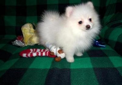 Awesome Pomeranian Puppies  - Kuwait Region Dogs, Puppies