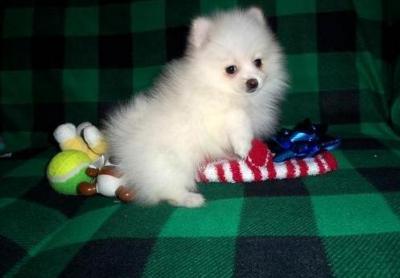 Awesome Pomeranian Puppies  - Kuwait Region Dogs, Puppies