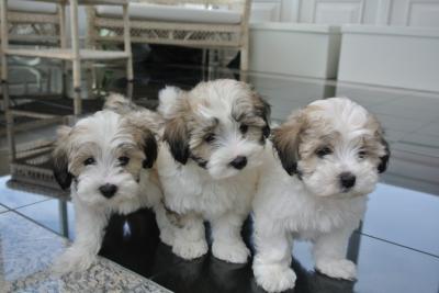 Cute looking Maltipoo  - Kuwait Region Dogs, Puppies