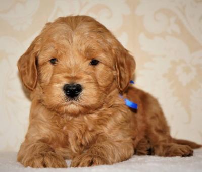 Male and female Labradoodle 