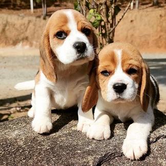 Charming Beagle puppies 