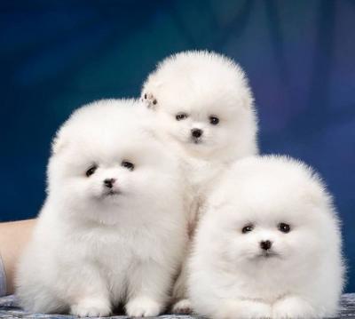 Teacup Pomeranian Puppies 