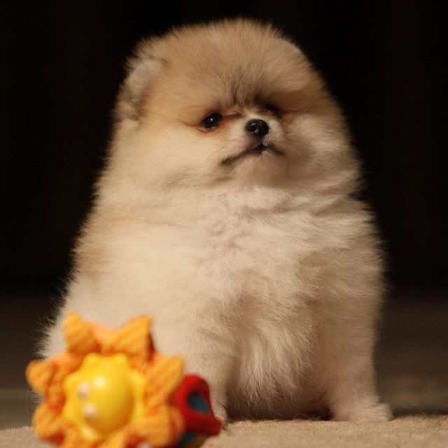 Pure breed teacup Pomeranian Puppies 