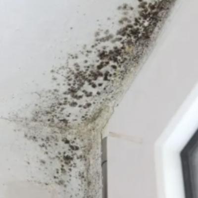 Mold Removal Commercial Buildings - Other Other