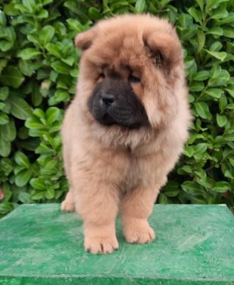 Chow chow puppies - Vienna Dogs, Puppies