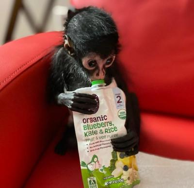 Healthy Spider Monkeys  available for sale - Dubai Other