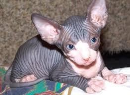 Lovely male and female Sphynx Kittens Available Now for sale contact us +33745567830 - Brussels Cats, Kittens