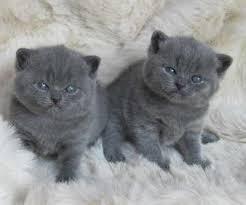 Potty train British short hair Kittens for sale contact us +33745567830 - Brussels Cats, Kittens