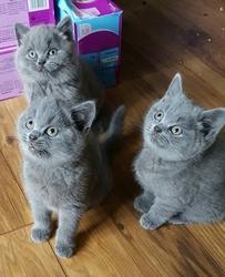 Healthy males and female British shorthair Kittens for sale contact us +33745567830 - Kuwait Region Cats, Kittens