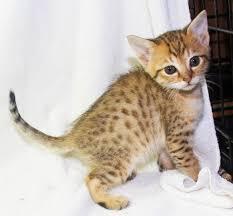 Savannah males and female Kittens Available for sale contact us +33745567830 - Berlin Cats, Kittens