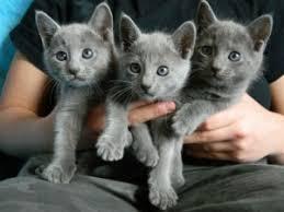 Russian Blue male and female Kittens Available for sale contact us +33745567830 - Kuwait Region Cats, Kittens