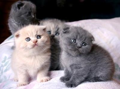 Three Scottish Fold Kittens for sale contact us +33745567830 - Kuwait Region Cats, Kittens