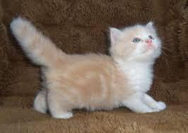 Available Male and female Munchkin Kittens for sale contact us +33745567830 - Kuwait Region Cats, Kittens