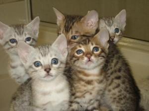 Bengal male and female Kittens for New Homes for sale contact us +33745567830 - Brussels Cats, Kittens