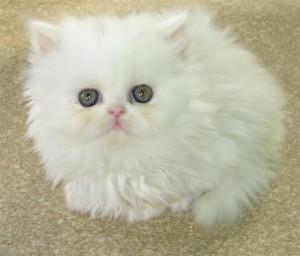 Well Train Male And Female Persian Kittens For Sale contact us +33745567830 - Brussels Cats, Kittens