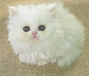 Well Train Male And Female Persian Kittens For Sale contact us +33745567830 - Zurich Cats, Kittens