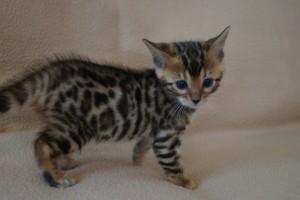 Cute Male and female Bengal Kittens for sale contact us +33745567830 - Dubai Cats, Kittens