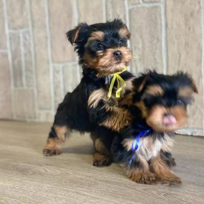 Adorable male and female Teacup Yorkie puppies for sale contact us +33745567830 - Brussels Dogs, Puppies