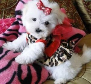 Teacup male and female Maltese Puppies for sale contact us +33745567830 - Kuwait Region Dogs, Puppies