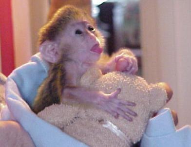 Two beautiful male and female Capuchin Monkeys for sale contact us +33745567830 - Kuwait Region Livestock
