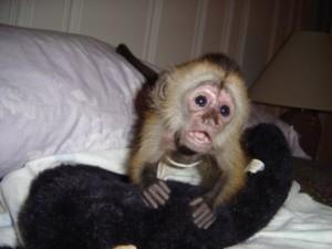 beautiful male and female Capuchin Monkeys for sale contact us +33745567830 - Kuwait Region Livestock