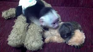 Male and female Capuchin Monkeys Ready for sale contact us +33745567830 - Kuwait Region Livestock