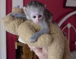Capuchin Monkeys for sale contact us +33745567830 - Dublin Livestock