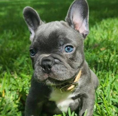 Cute and adorable french bulldog puppies available for sale - Manchester Dogs, Puppies