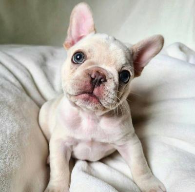 Cute and adorable french bulldog puppies available for sale - Manchester Dogs, Puppies