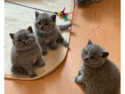 Adorable British shorthair kittens for sale  - Kuwait Region Cats, Kittens