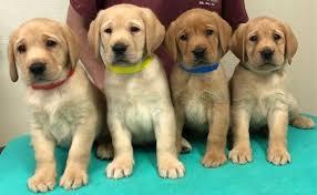  Sweet Labrador Puppies For adoption  - Dubai Dogs, Puppies