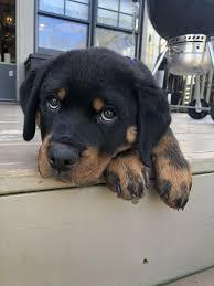   Rottweiler puppies for adoption.